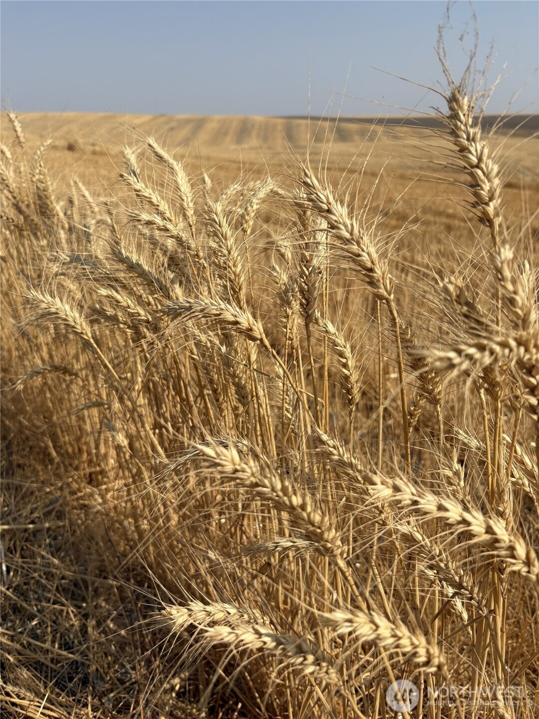 1225 Marcellus Road Ritzville WA 99169