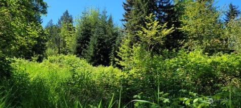 825 99th Avenue SE Lake Stevens WA 98258
