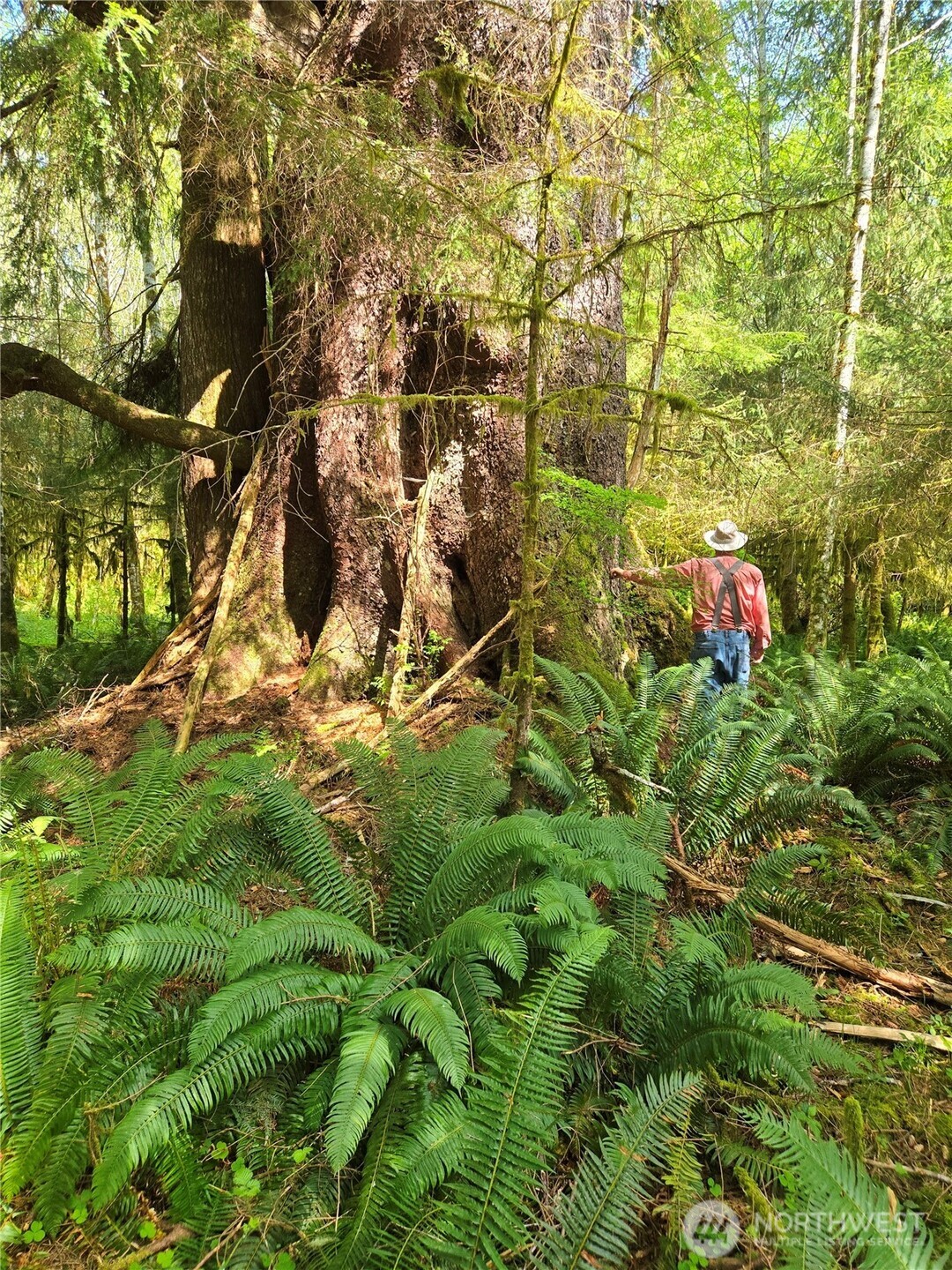 Forks WA 98331