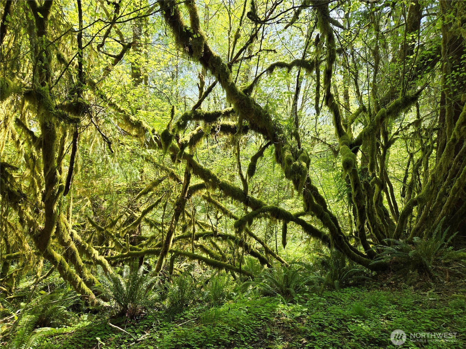 Forks WA 98331
