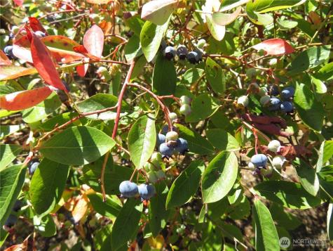 21 Wynooche Valley Road Montesano WA 98563