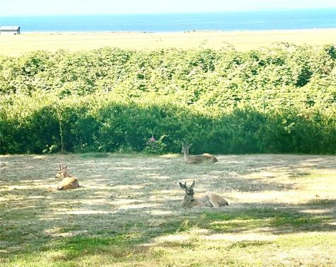 4251 Hollydale Lane Oak Harbor WA 98277