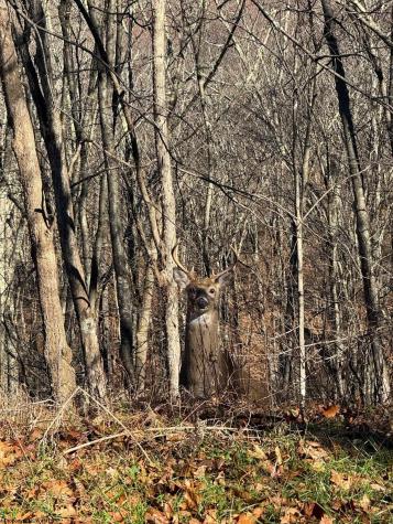 TBD Toms Run Road Roanoke WV 26447