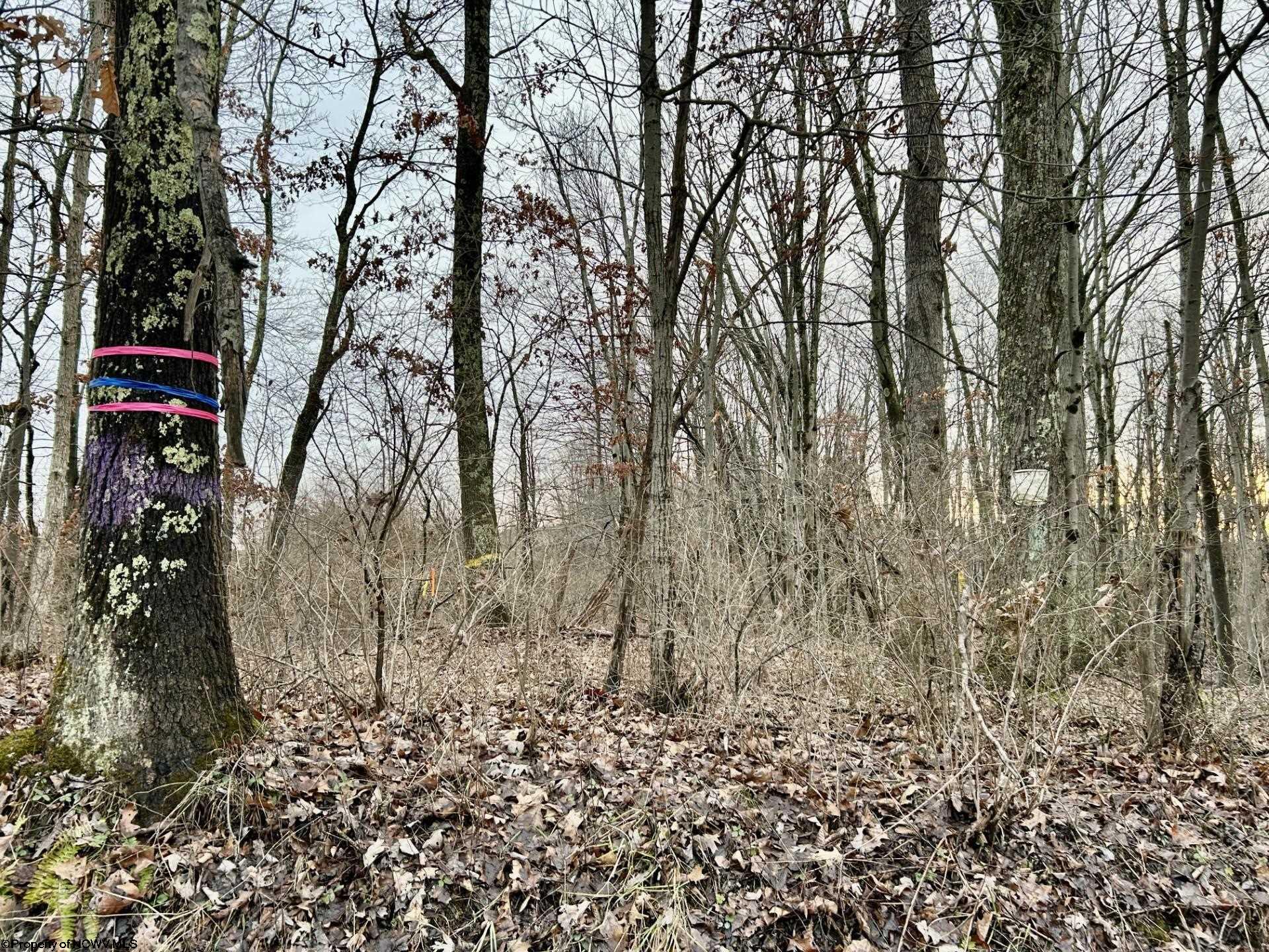 1201 Moyers Road Bruceton Mills WV 26525