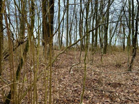 1201 Moyers Road Bruceton Mills WV 26525