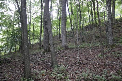 0 Curry Road French Creek WV 26218