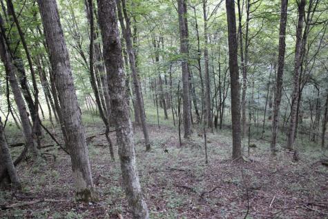 0 Curry Road French Creek WV 26218