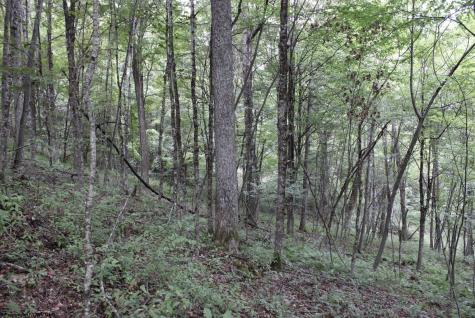 0 Curry Road French Creek WV 26218