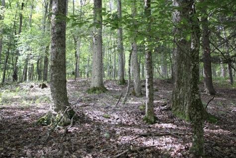 0 Curry Road French Creek WV 26218