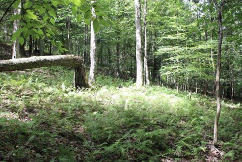 0 Curry Road French Creek WV 26218