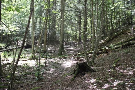 0 Curry Road French Creek WV 26218
