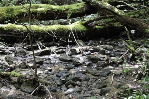 0 Curry Road French Creek WV 26218