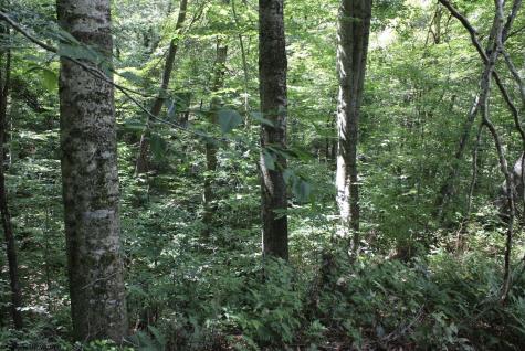 0 Curry Road French Creek WV 26218