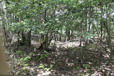 0 Curry Road French Creek WV 26218