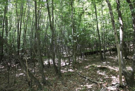 0 Curry Road French Creek WV 26218
