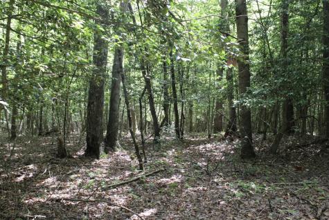 0 Curry Road French Creek WV 26218