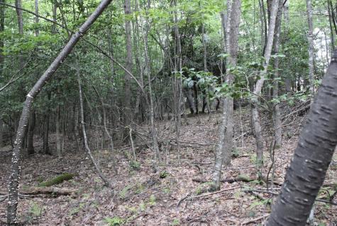 0 Curry Road French Creek WV 26218