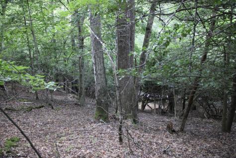 0 Curry Road French Creek WV 26218