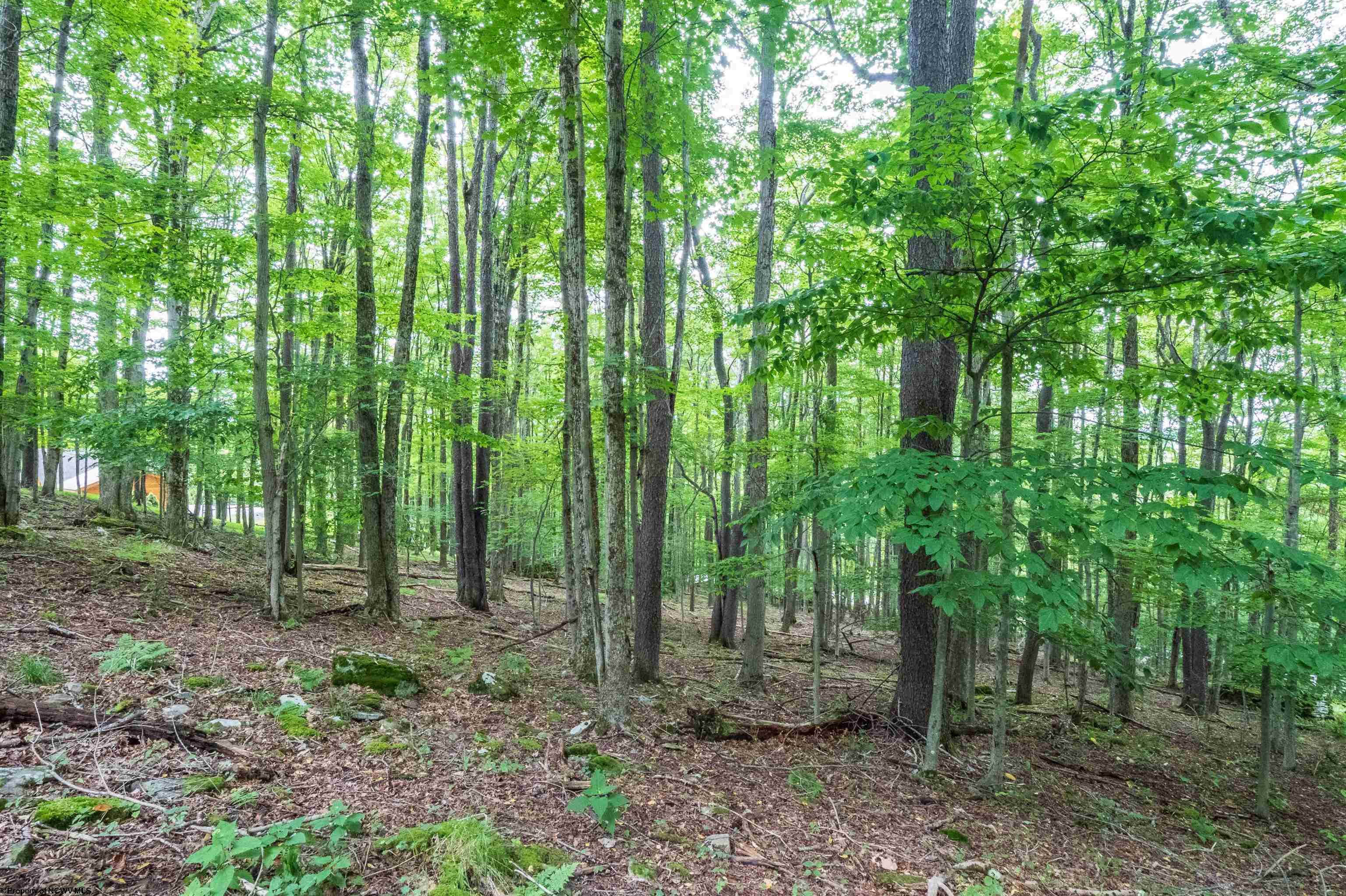 126 Mountainside Road Davis WV 26260