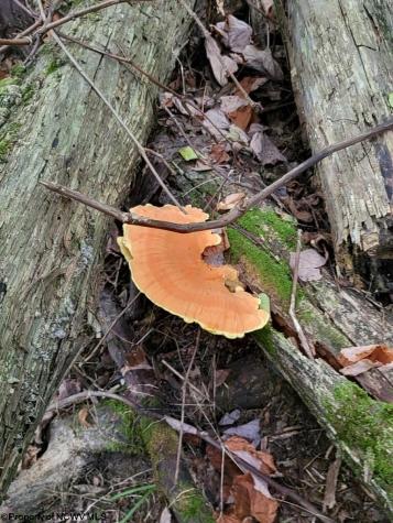 4 Hanlin Road Bruceton Mills WV 26525-0000