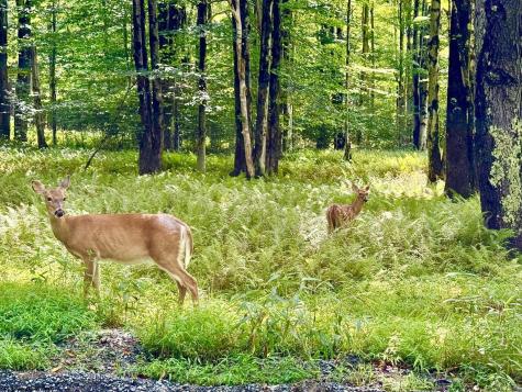 9 Chickadee Drive Davis WV 26260-0000