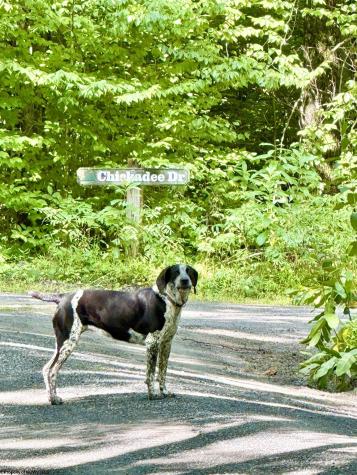0 9 Chickadee Drive Davis WV 26260-0000