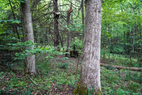 130 Laurel Loop Bruceton Mills WV 26525