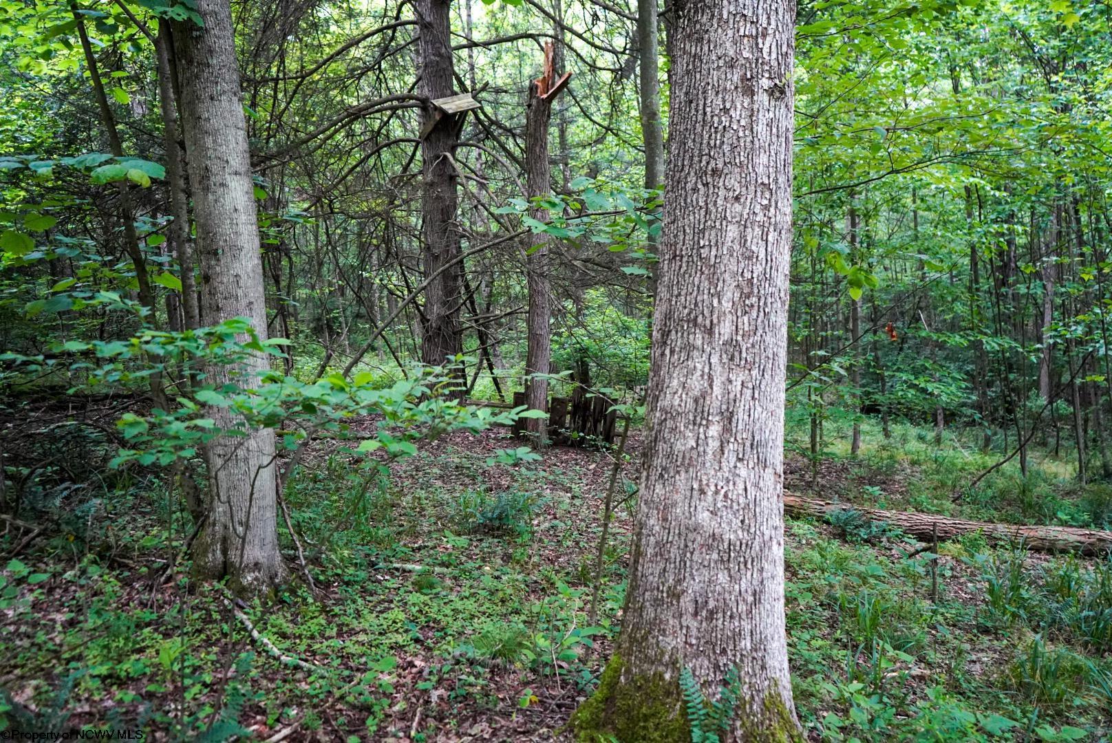130 Laurel Loop Bruceton Mills WV 26525