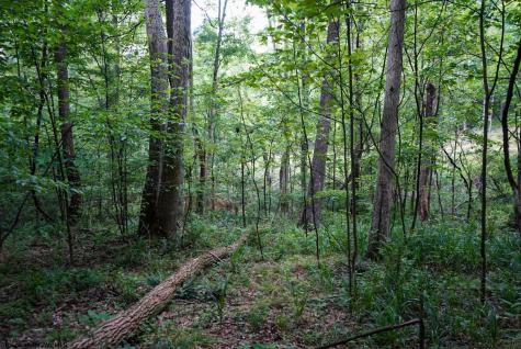 130 Laurel Loop Bruceton Mills WV 26525