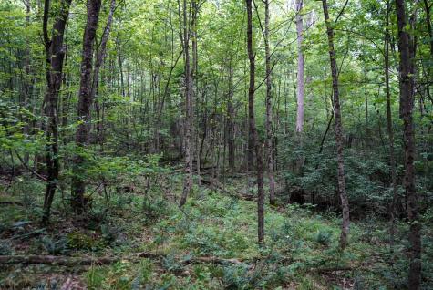 130 Laurel Loop Bruceton Mills WV 26525