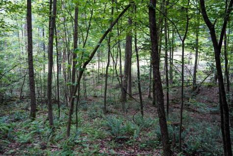 130 Laurel Loop Bruceton Mills WV 26525