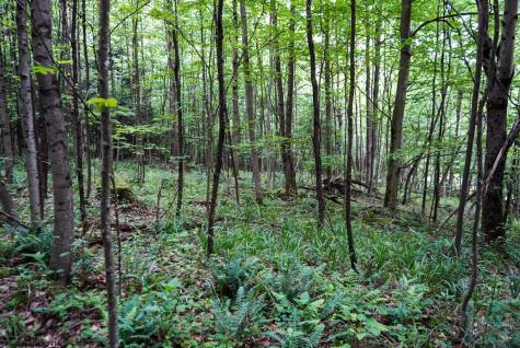 130 Laurel Loop Bruceton Mills WV 26525