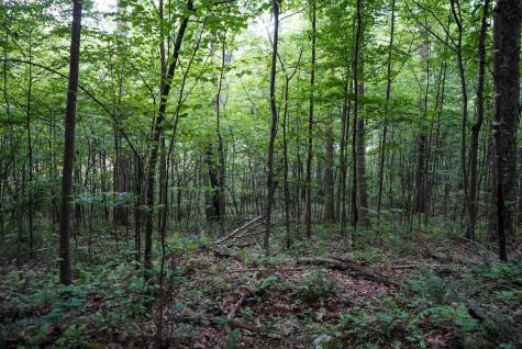 130 Laurel Loop Bruceton Mills WV 26525