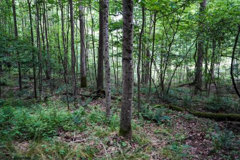 130 Laurel Loop Bruceton Mills WV 26525