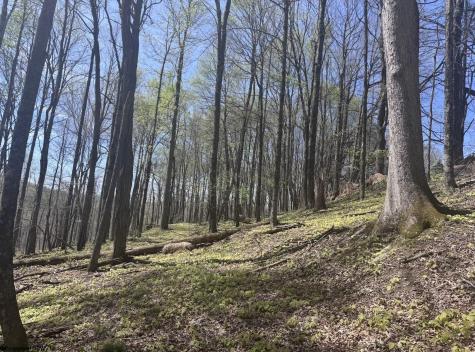 1 White Road Moatsville WV 26405