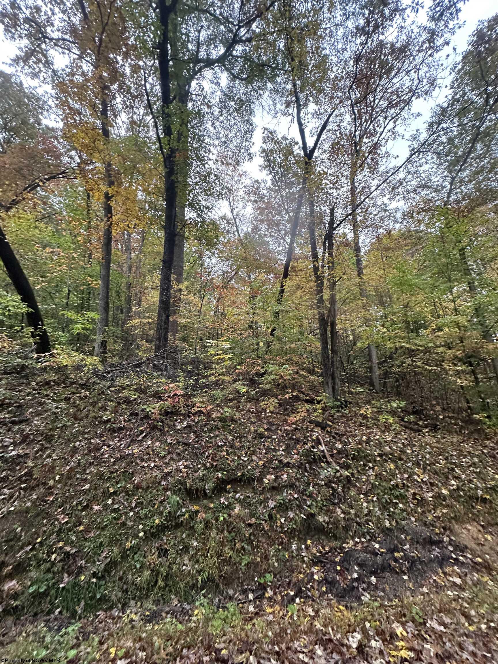 0 Coon Creek Road Camden On Gauley WV 26208-0001