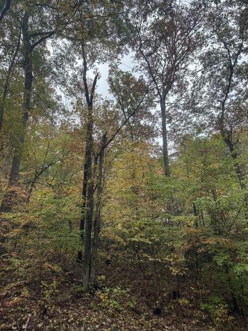 0 Coon Creek Road Camden On Gauley WV 26208-0001