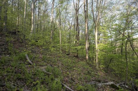1 Cales Road Masontown WV 26542