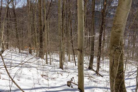 1 Cales Road Masontown WV 26542