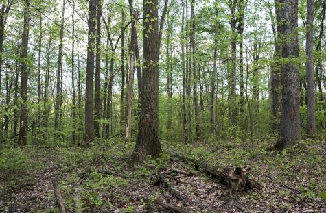 1 Cales Road Masontown WV 26542