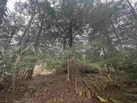 4 Medici Lane Davis WV 26260