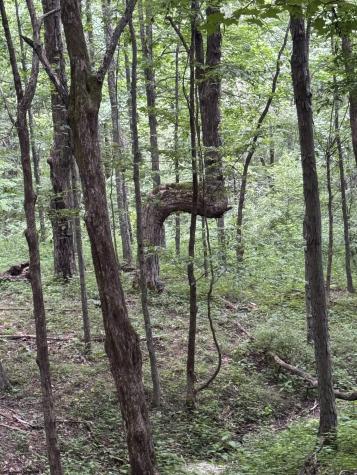 135 Sunset Mountain Village Drive Slaty Fork WV 26291