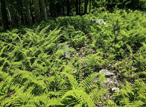 23 Long Lick Run Road Baker WV 26801