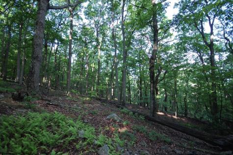 23 Long Lick Run Road Baker WV 26801