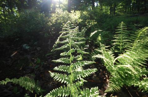 23 Long Lick Run Road Baker WV 26801