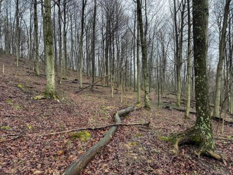 0 Bear Mountain Road Flemington WV 26347