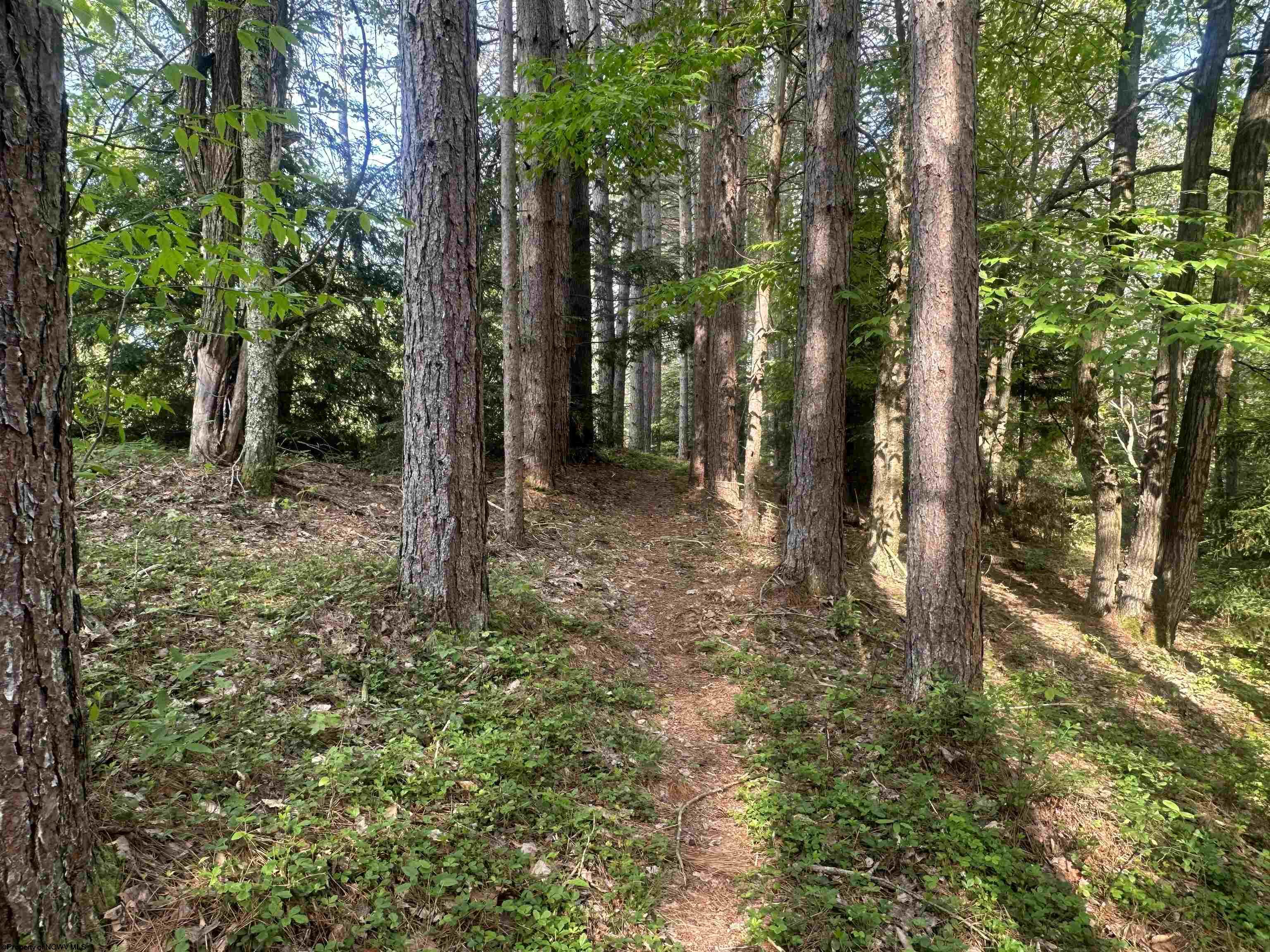 70 Monte Carlo Court Davis WV 26260