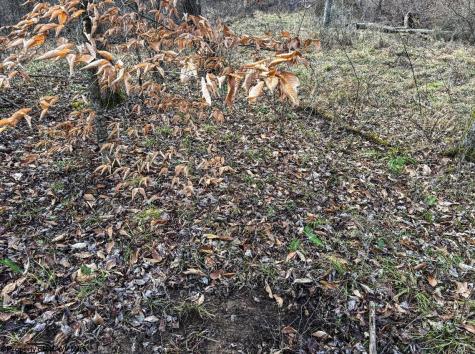 0 Keller Hill Road Belington WV 26260