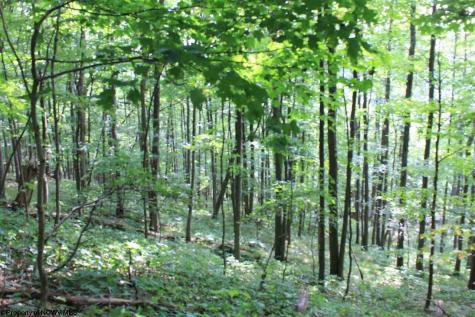 7 High Mountain Road Harman WV 26270