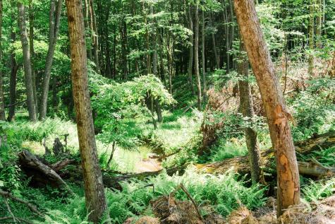 0 Eagles Nest Road Bruceton Mills WV 26525